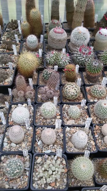  - AAA CACTUSI DE VANZARE 2017 COLECTIA