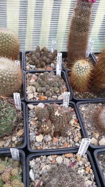  - AAA CACTUSI DE VANZARE 2017 COLECTIA
