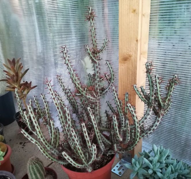 Euphorbia aeruginosa - Euphorbia