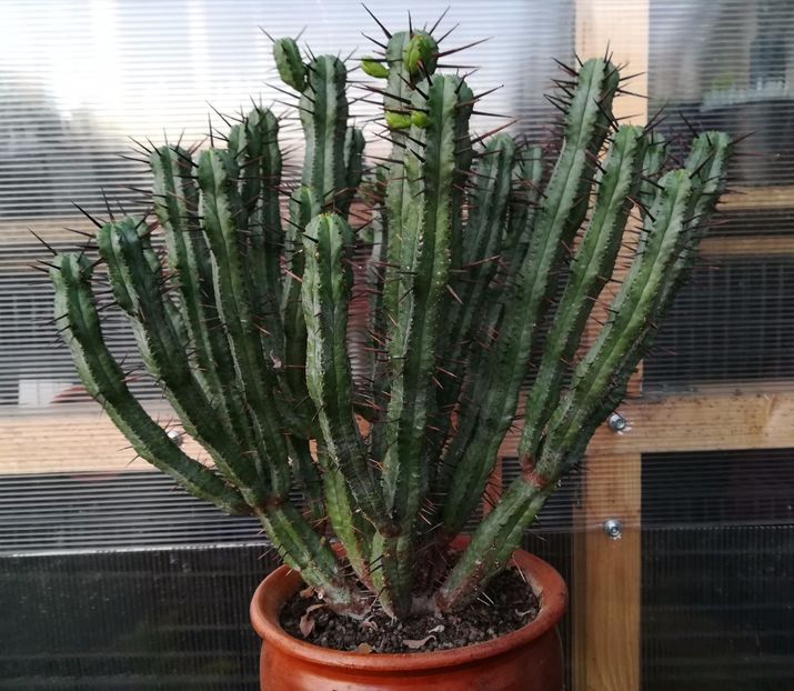 Euphorbia enopla - Euphorbia