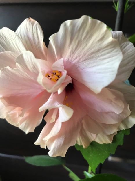 04.08.2017 Clasic dublu - roz pal (Classic pink) - Hibiscus 2017