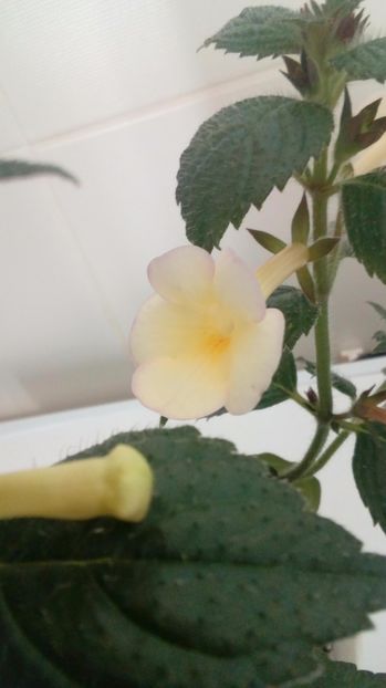 Himalayan Sunrise - Achimenes