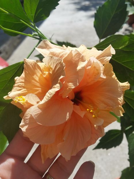  - hibiscus