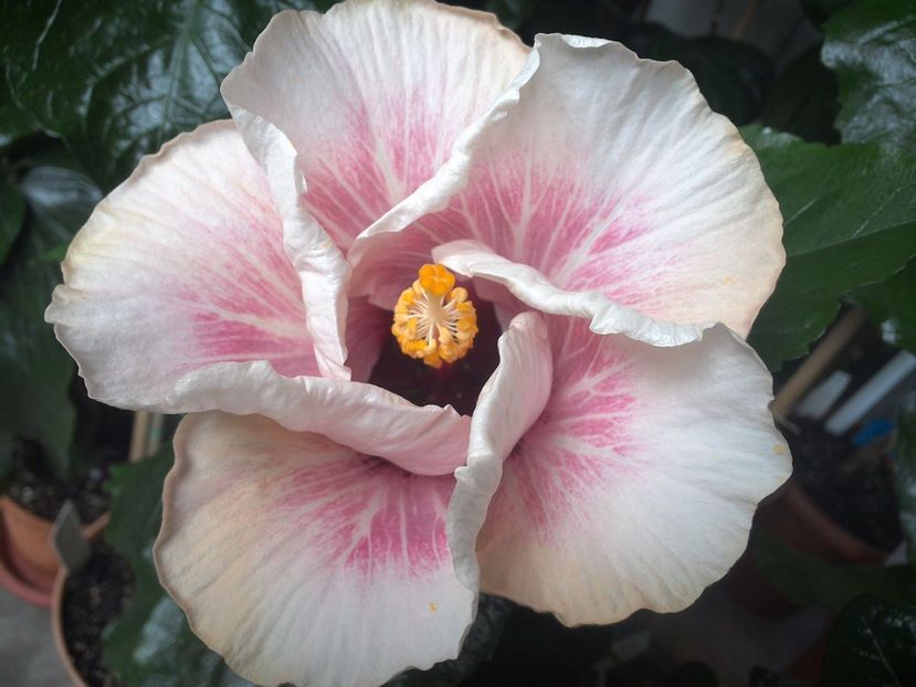 WIN_20170804_091557 - My Way