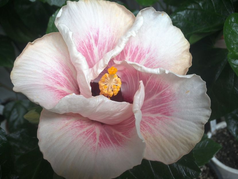 WIN_20170804_091645 - My Way