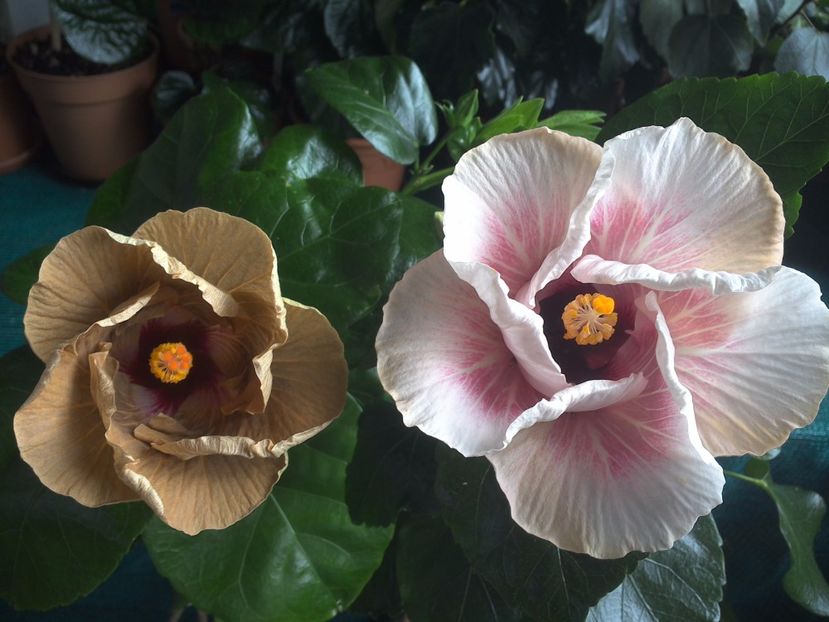 WIN_20170804_091838 - 03Hibiscus