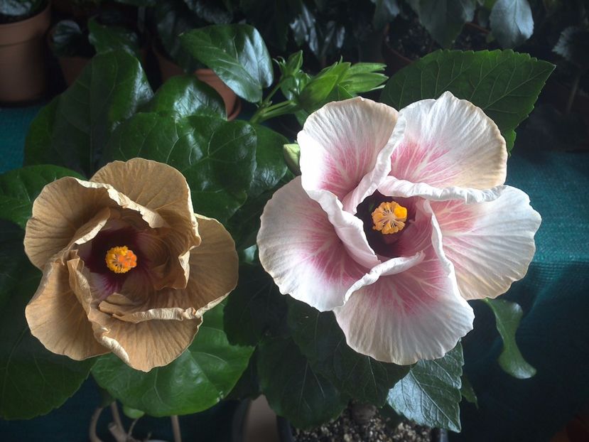 WIN_20170804_091847 - 03Hibiscus