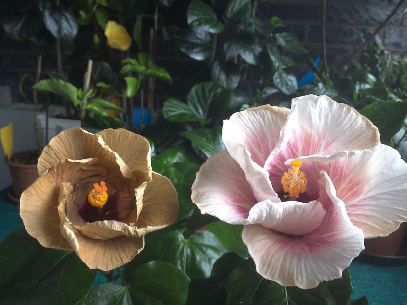 WIN_20170804_091907 - 03Hibiscus