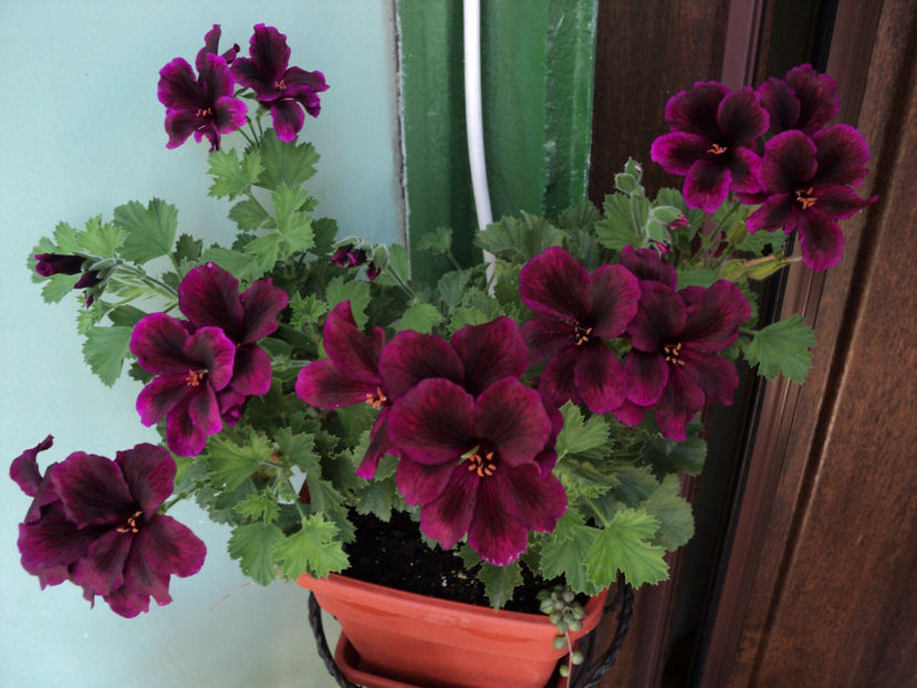 3 aug - Muscate 2017-2018- 2019-2020-2023-2024 - 2025