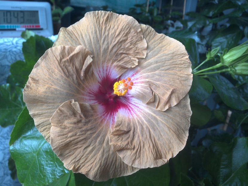 WIN_20170804_104418 - Tahitian Dusky Star