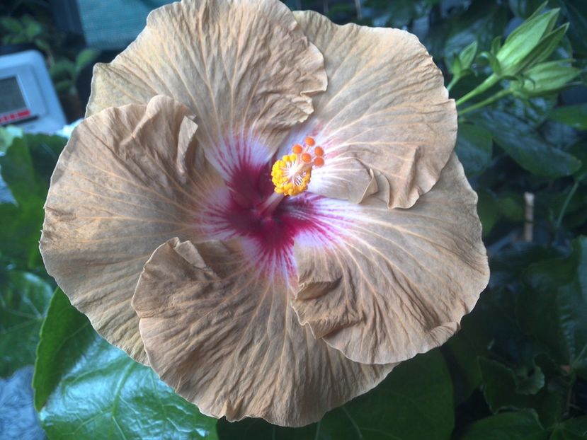 WIN_20170804_104422 - Tahitian Dusky Star