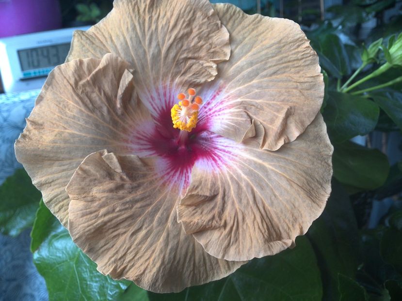 WIN_20170804_104426 - Tahitian Dusky Star