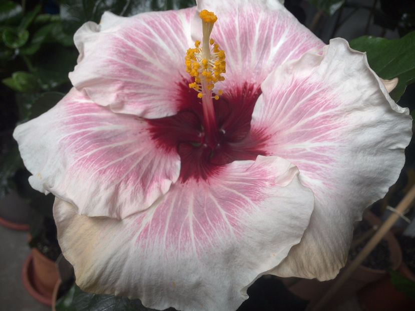 WIN_20170804_103314 - My Way