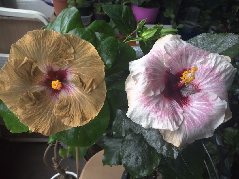 WIN_20170804_104235 - 03Hibiscus