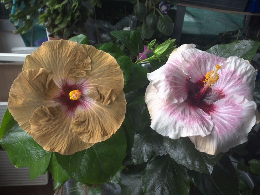 WIN_20170804_104242 - 03Hibiscus