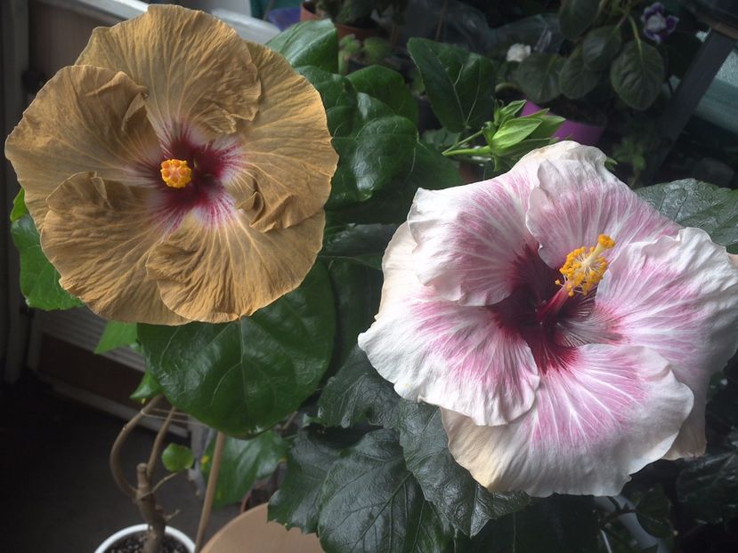 WIN_20170804_104248 - 03Hibiscus