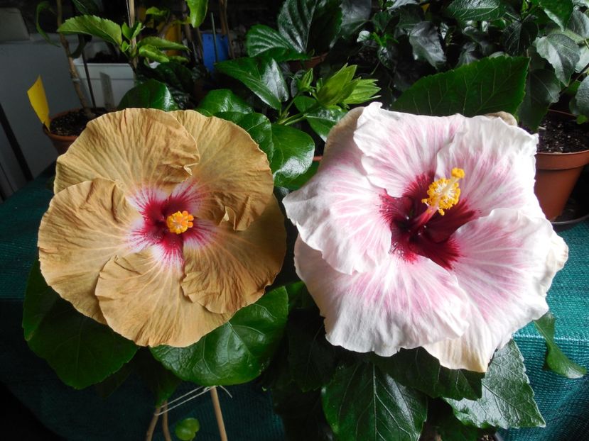  - 03Hibiscus