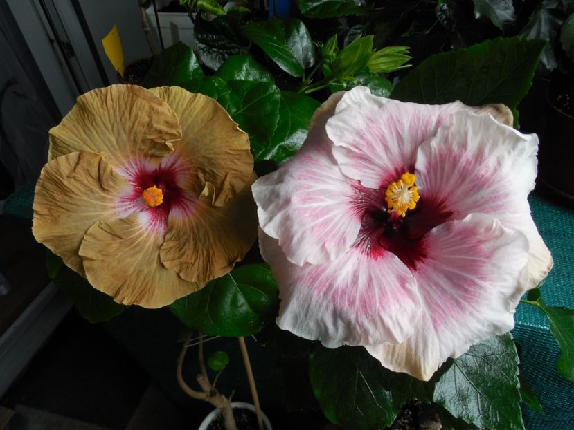  - 03Hibiscus