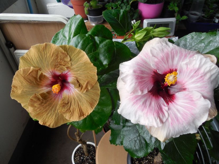  - 03Hibiscus
