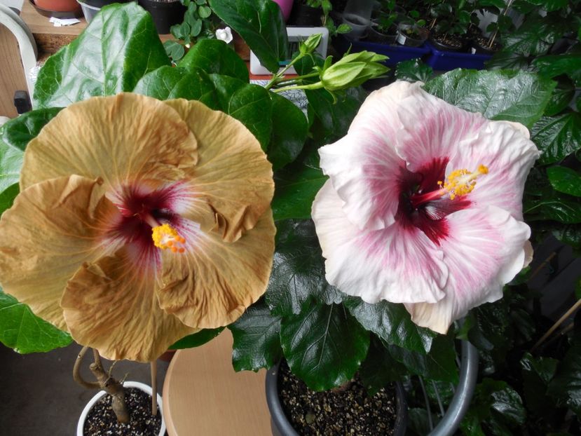  - 03Hibiscus
