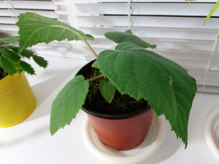 Incepuse frigul - Kiwi din Seminte 2016-2017