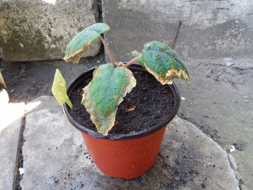 A trecut peste iarna si nu arata prea bine - Kiwi din Seminte 2016-2017