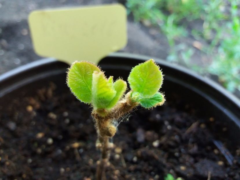 Si-a revenit, il cresc alte frunze - Kiwi din Seminte 2016-2017