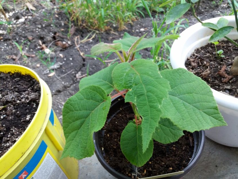  - Kiwi din Seminte 2016-2017