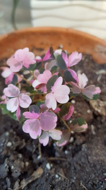 oxalis vulcanicola plum crazy - August 2017