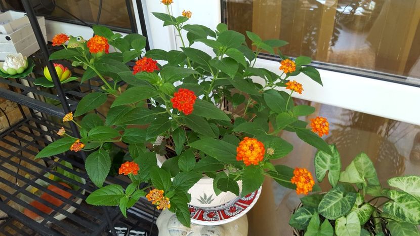 lantana - August 2017