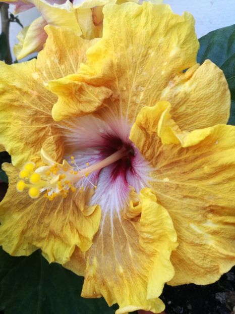  - 2017 Tahitian Leopard