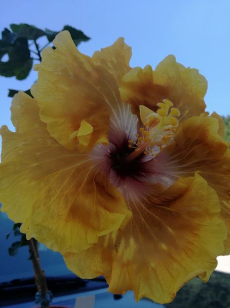  - 2017 Tahitian Leopard