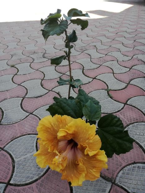  - 2017 Tahitian Leopard