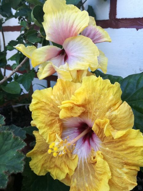  - 2017 Tahitian Leopard