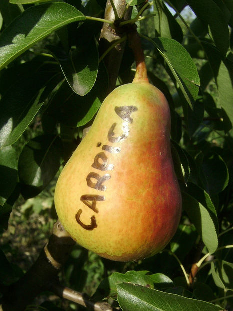 Para Carpica - Par Carpica