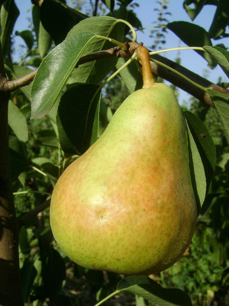 Para Carpica 4 - Par Carpica