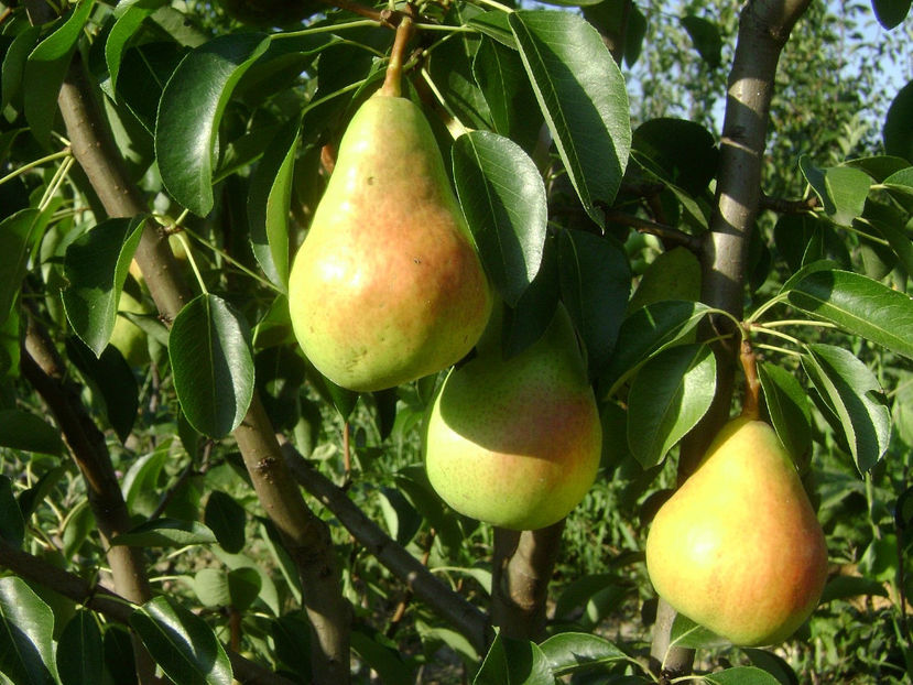 Para Carpica 6 - Par Carpica