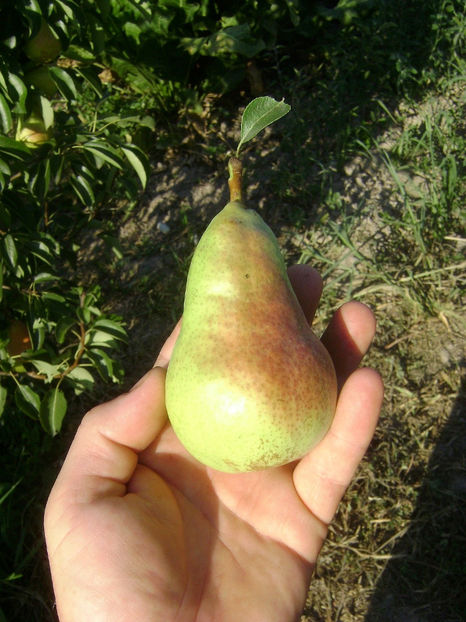 Para Carpica 8 - Par Carpica