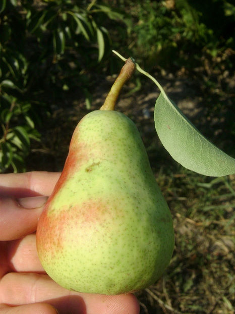 Para Carpica 10 - Par Carpica