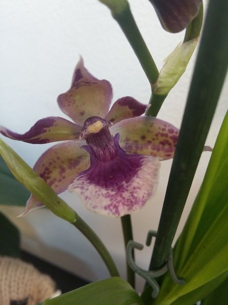  - Zygopetalum