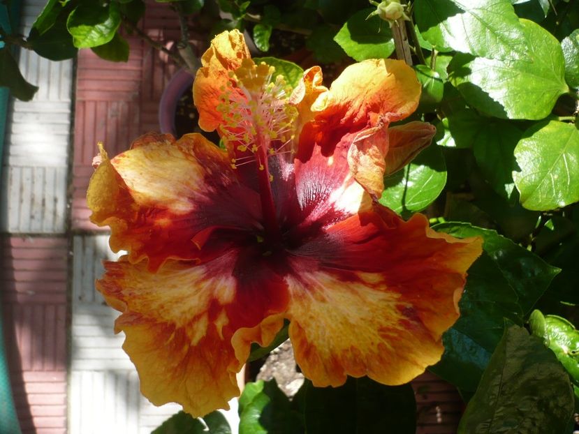 P1340081 - Moorea Sunset Star