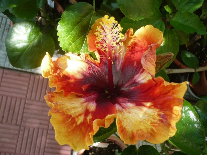 P1340075 - HIBISCUSI 2017-2