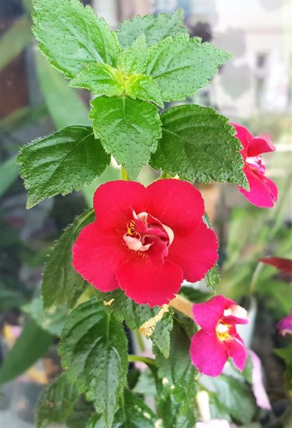 Last Dawn - Achimenes