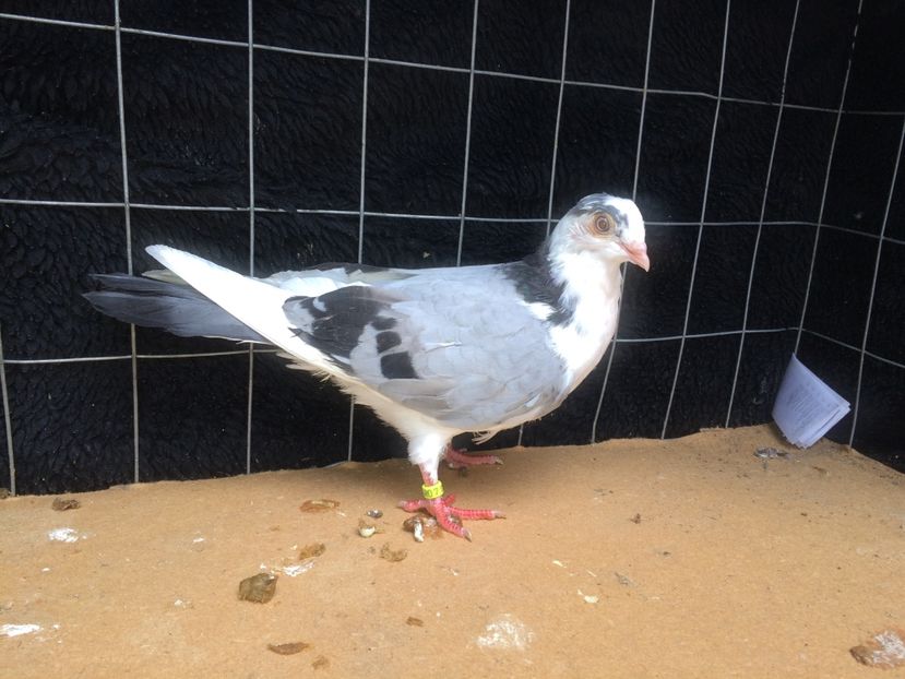 2002  femelă  2017 - Plecați ALBUM 1