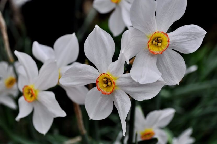  - A FLORI DIN GRADINA MEA