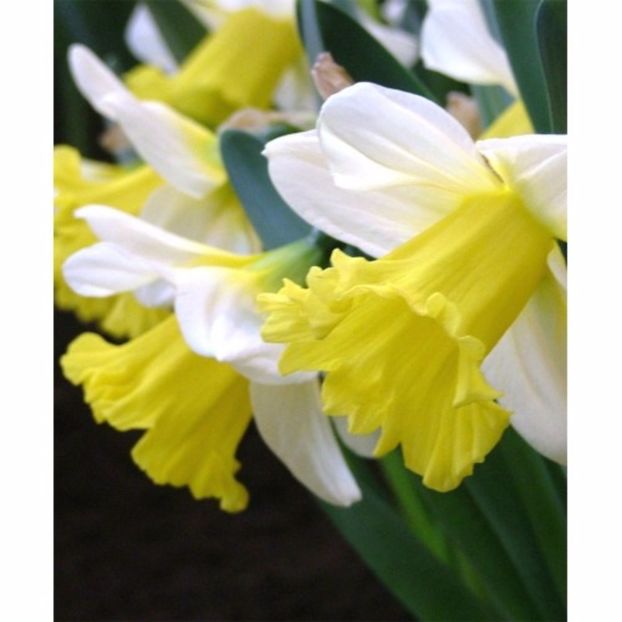  - A FLORI DIN GRADINA MEA