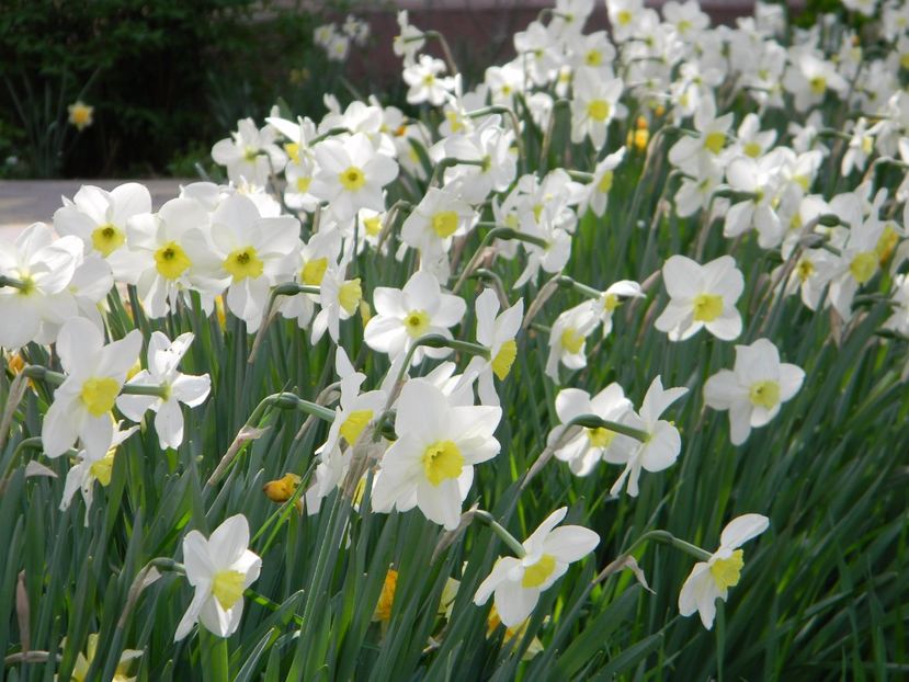  - A FLORI DIN GRADINA MEA