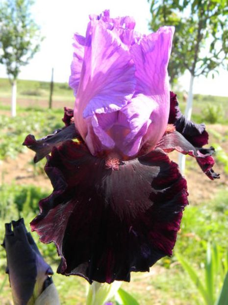 italian velvet - IRISI ACHIZITIONATI IN 2017- 80 soiuri