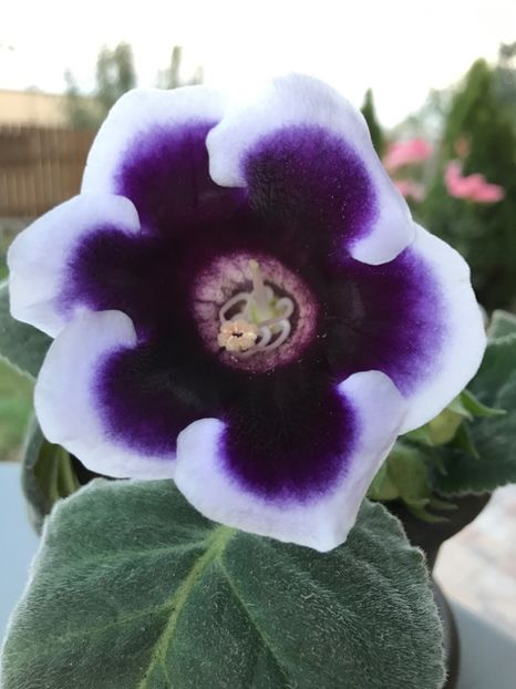 Kaiser Wilhelm - Gloxinia 2017