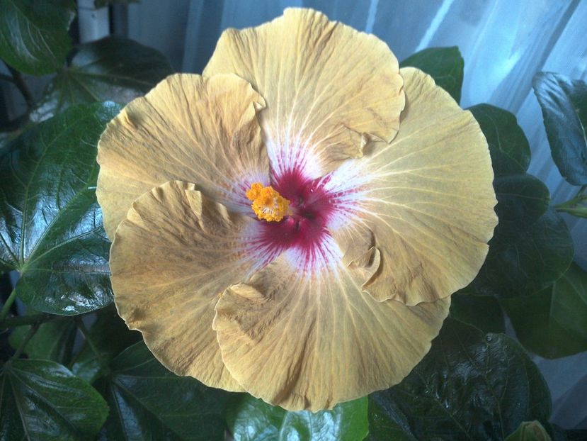 WIN_20170804_184459 - Tahitian Dusky Star